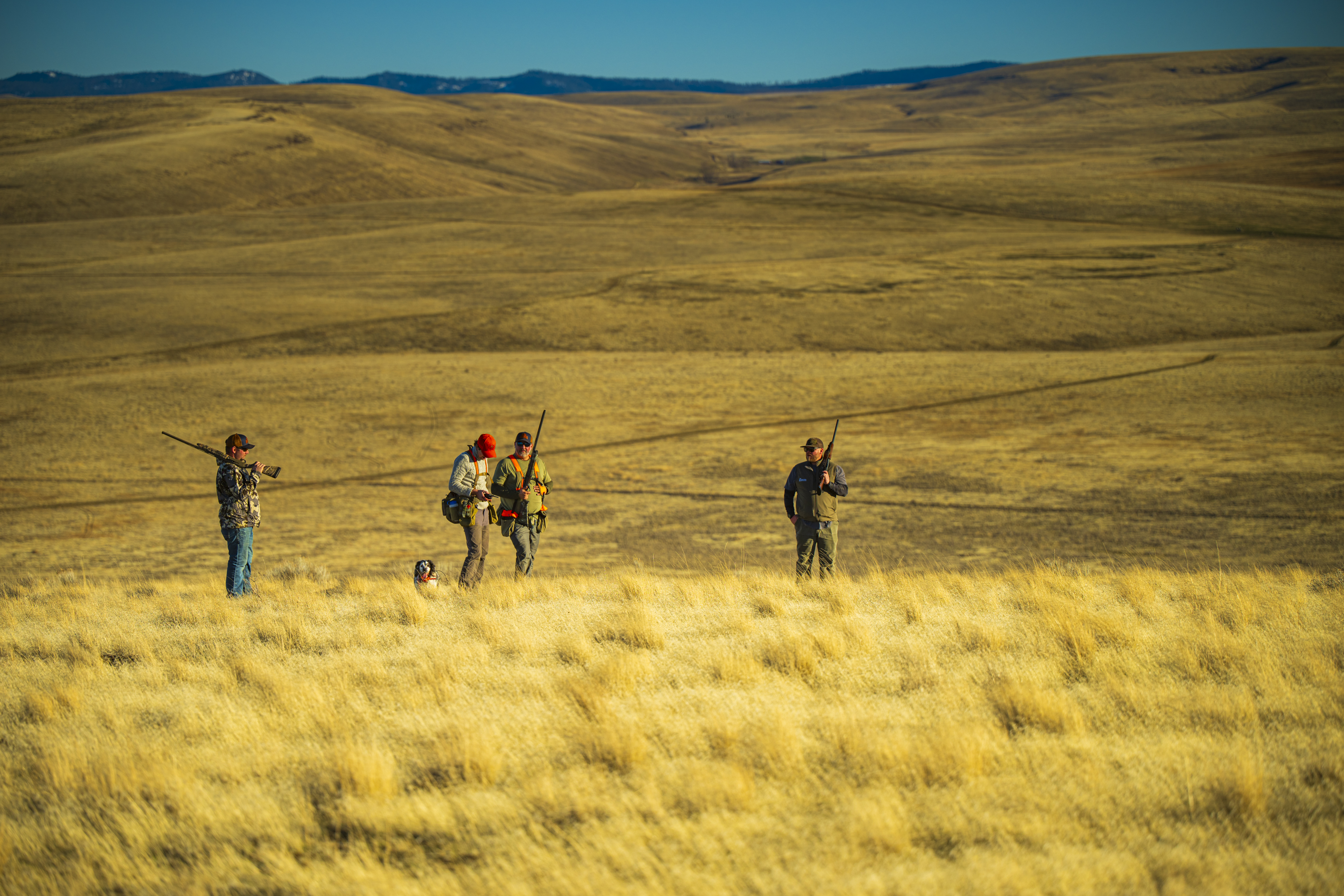 Hunters and pointing dogs moving through open upland country