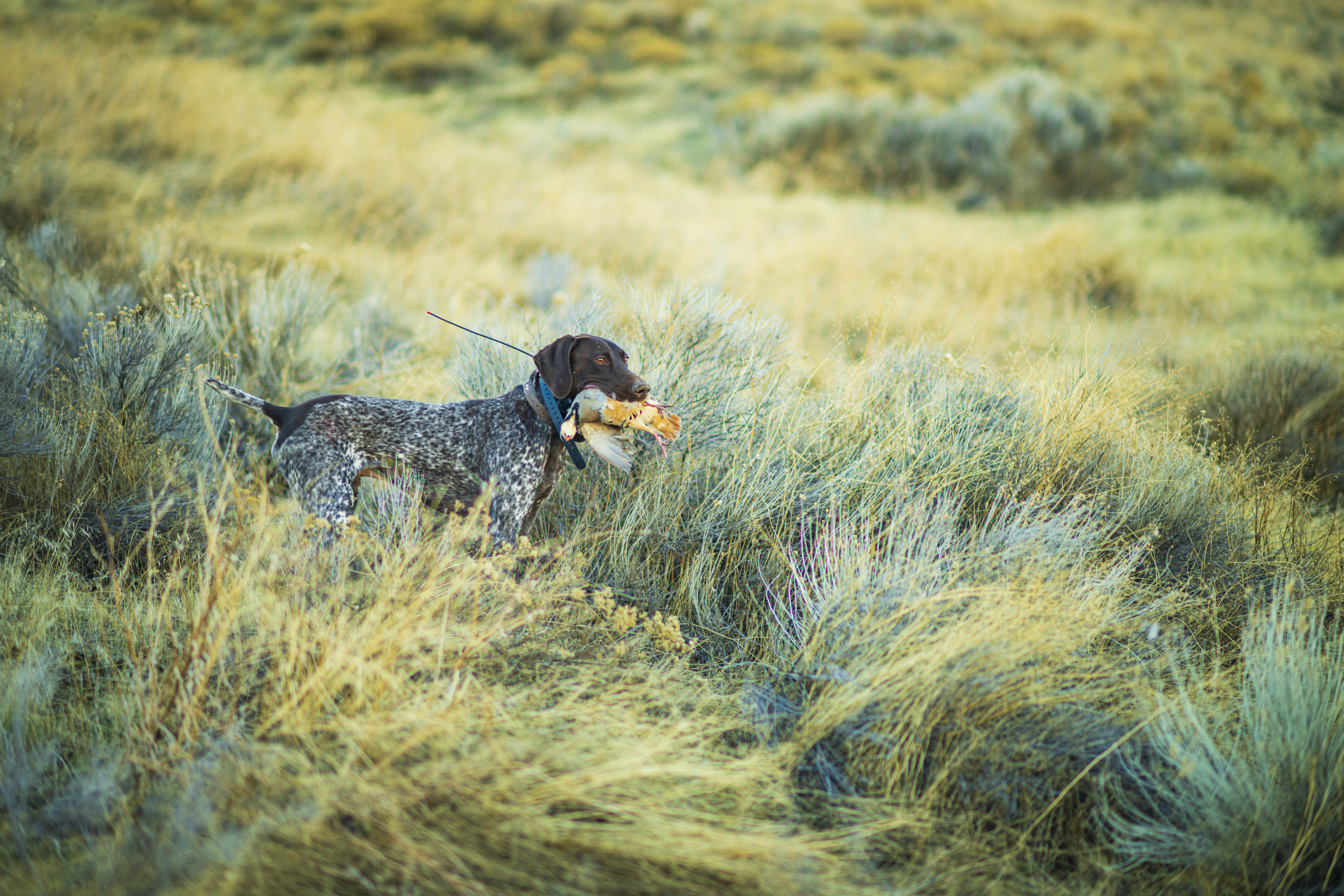 Hunters moving through open upland country
