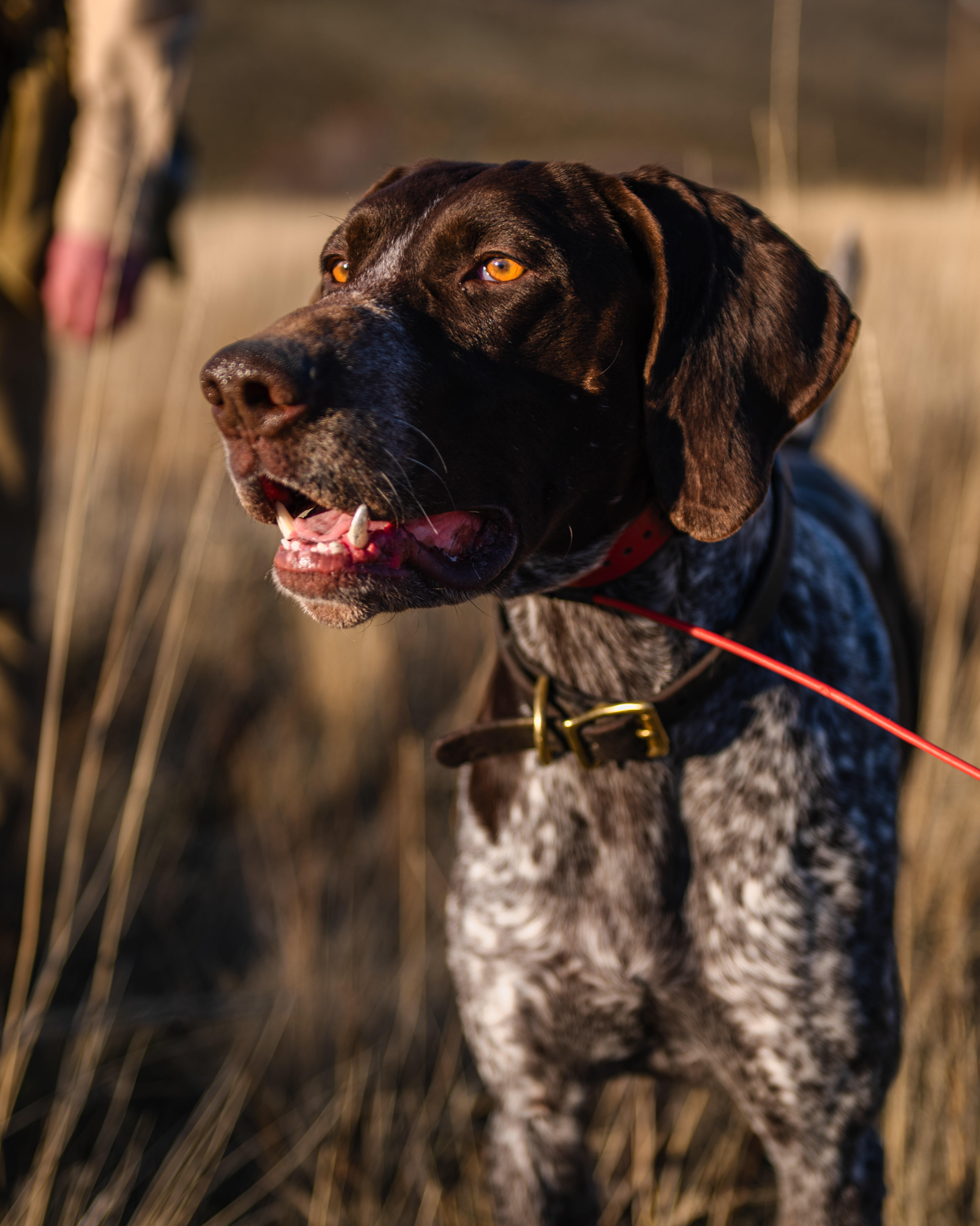 Bronco &mdash; Pine Ranch Sire