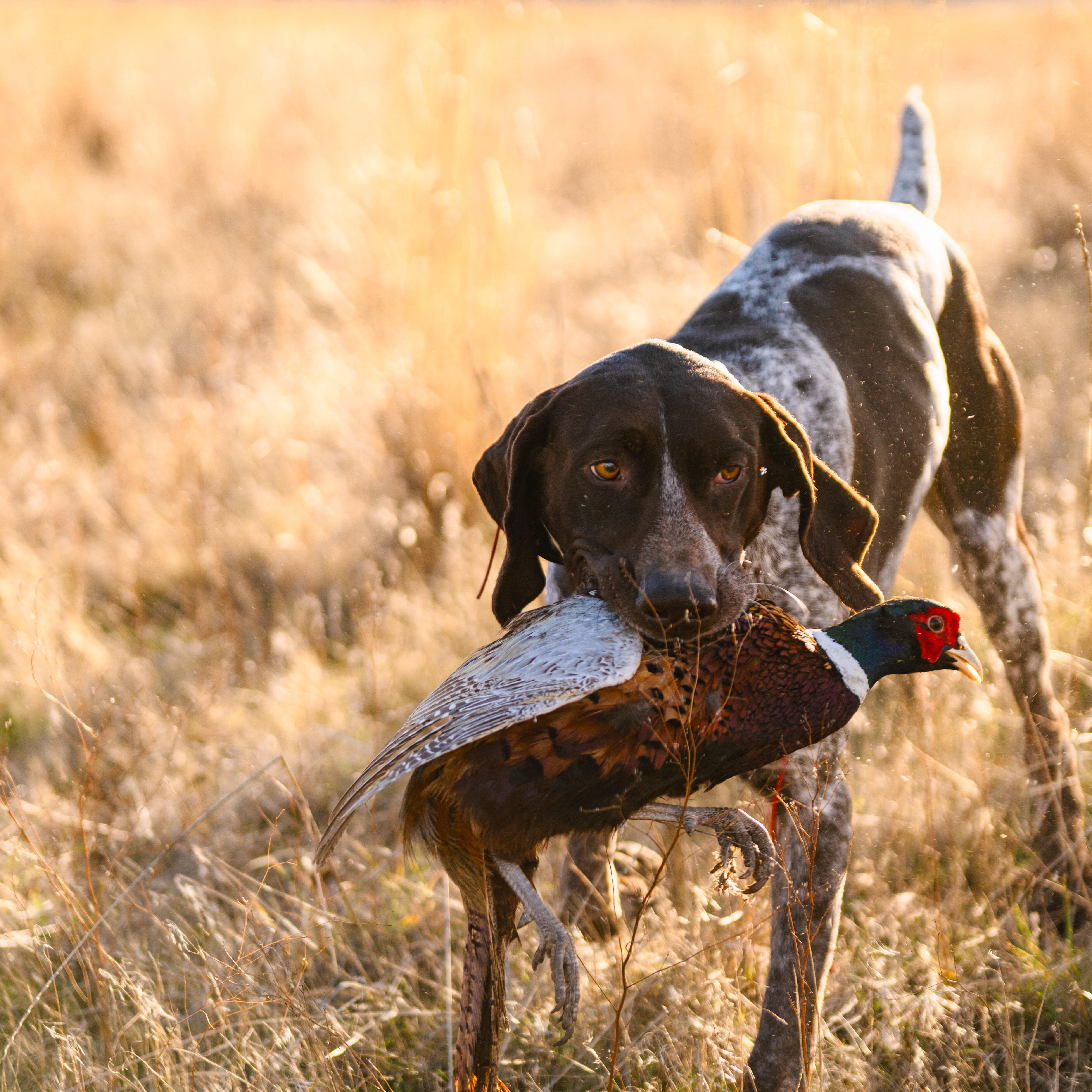 Bronco &mdash; Pine Ranch Sire