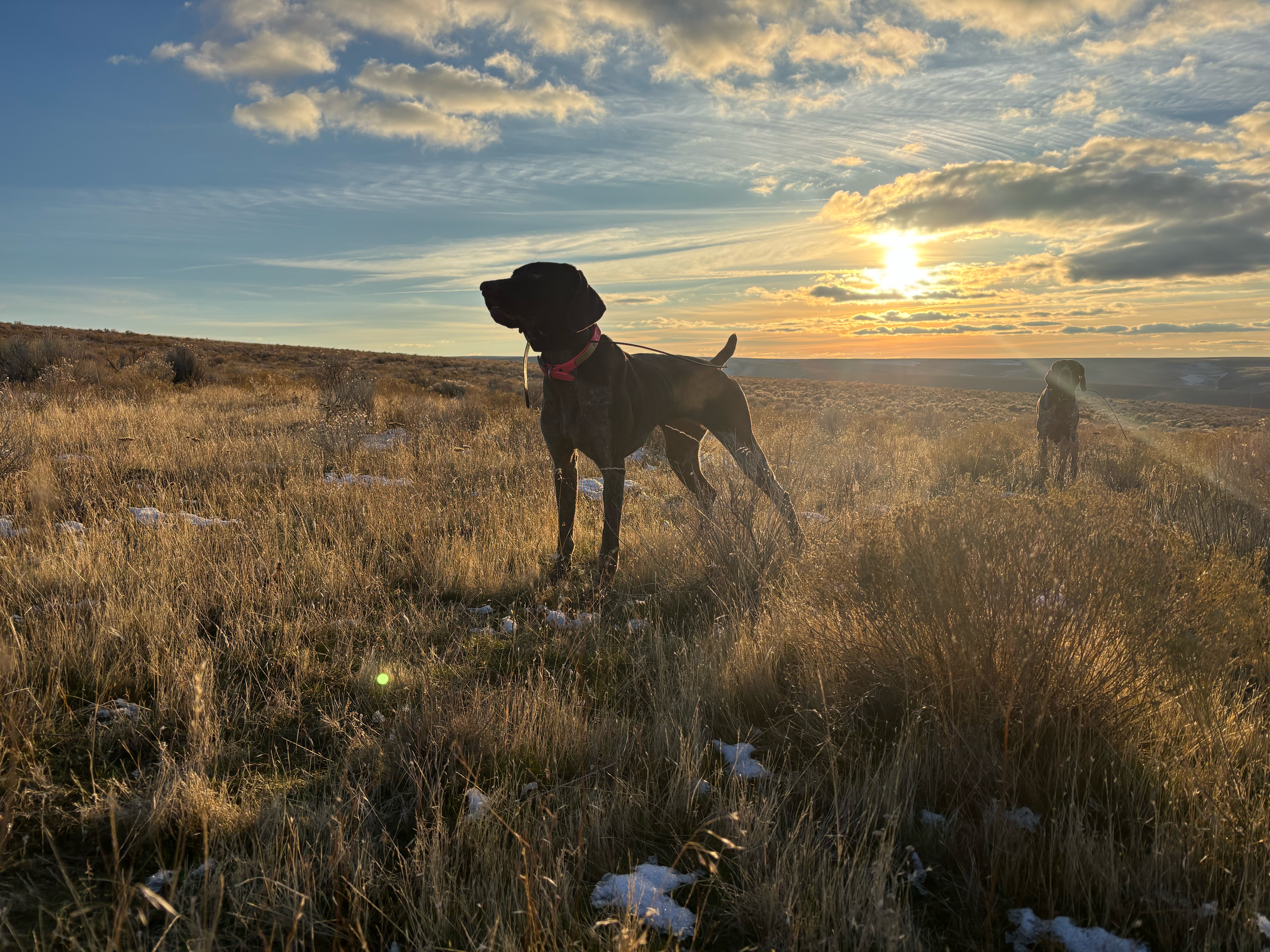 Little Bit — golden hour in the field